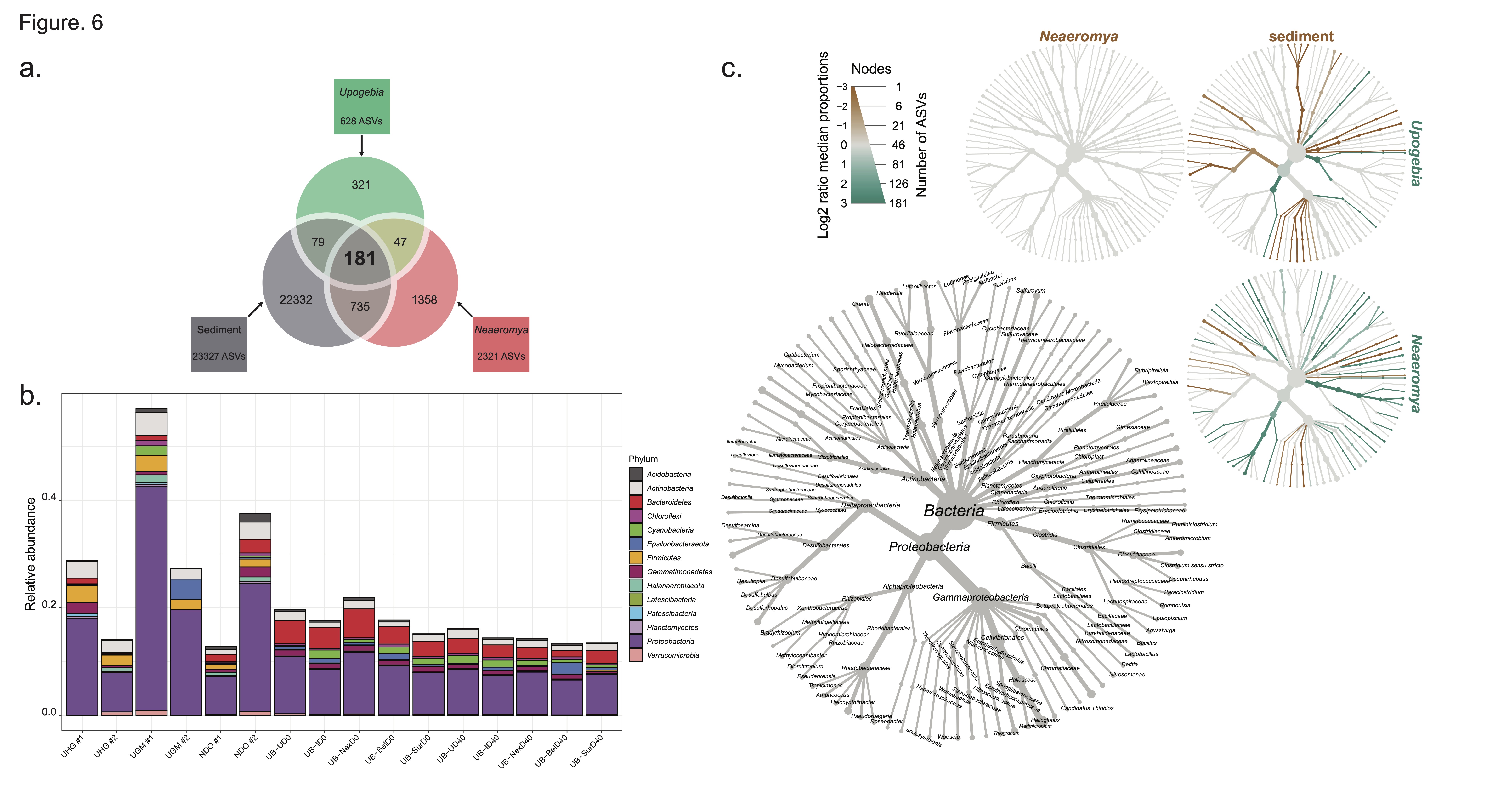 Upogebia pugettensis Microbiome Research